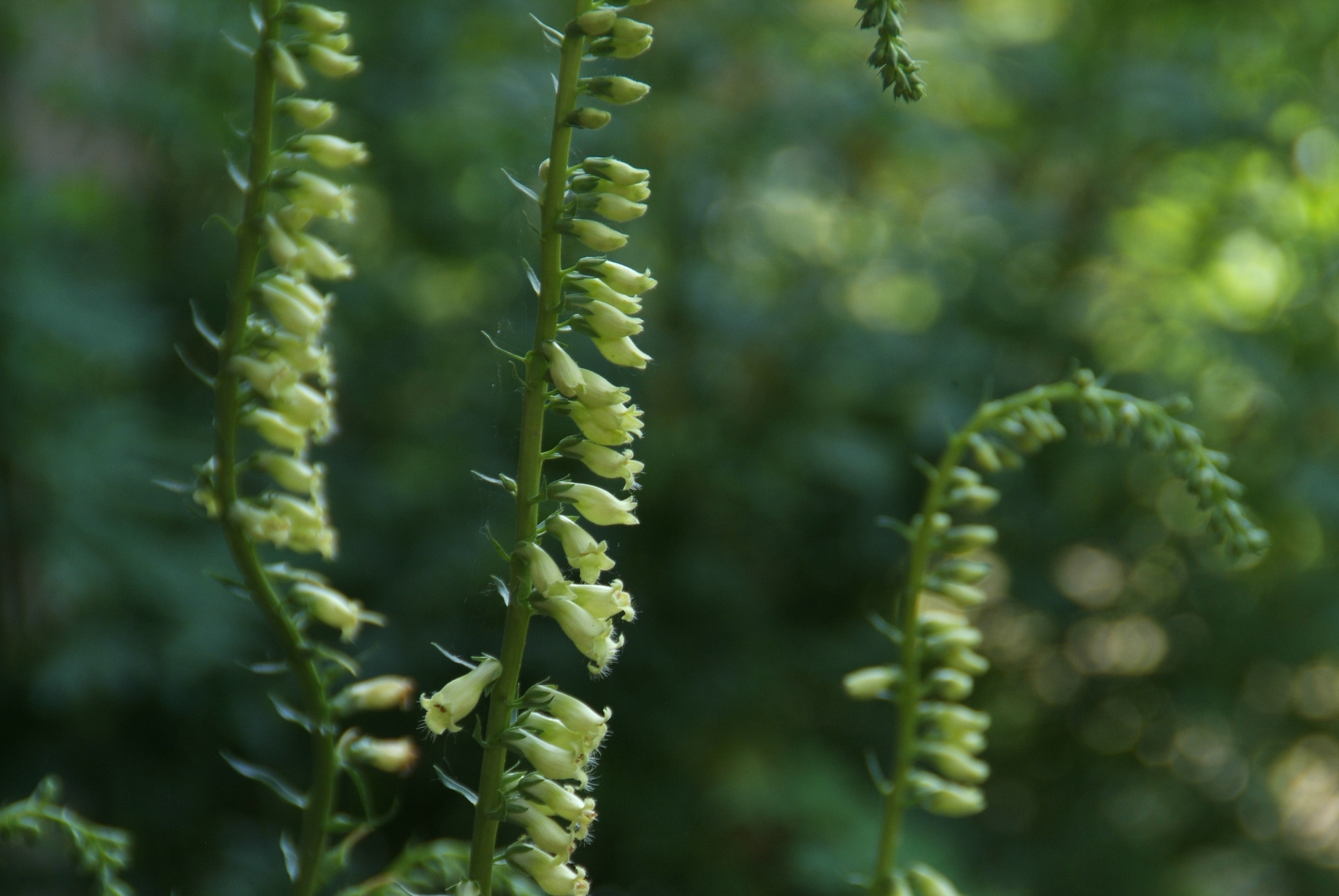 Digitalis lutea Geel vingerhoedskruid bestellen